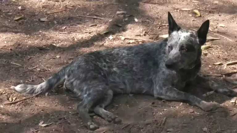 La contaminación del aire y las altas temperaturas provocan diversos problemas a perros y gatos, por lo que especialistas recomiendan estos cuidados para los animales de compañía