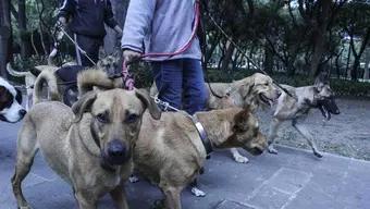 Foto: Paseadores de Perros en CDMX 