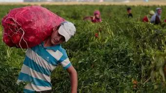 12 de Junio: Día Mundial contra el Trabajo Infantil