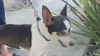 Encuentran a Perrito Spike; Captado en Av. Miguel Alemán