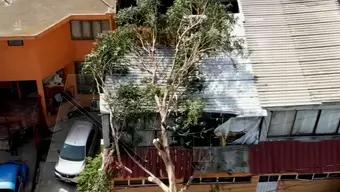 Foto: Cae Árbol Sobre Casa de Loma Encantada, en Iztapalapa, CDMX