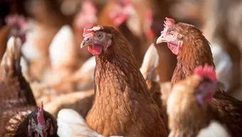 Calor Mata a Casi 2 Mil Gallinas al Día en Yucatán